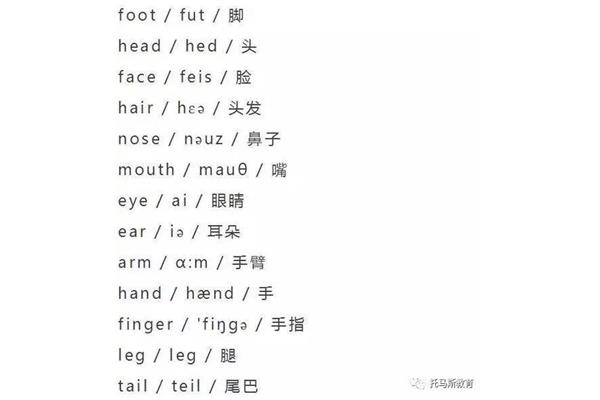 脸的英文单词