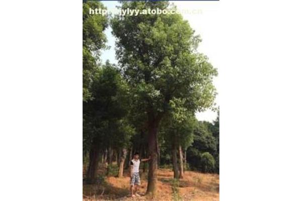小学科学教案