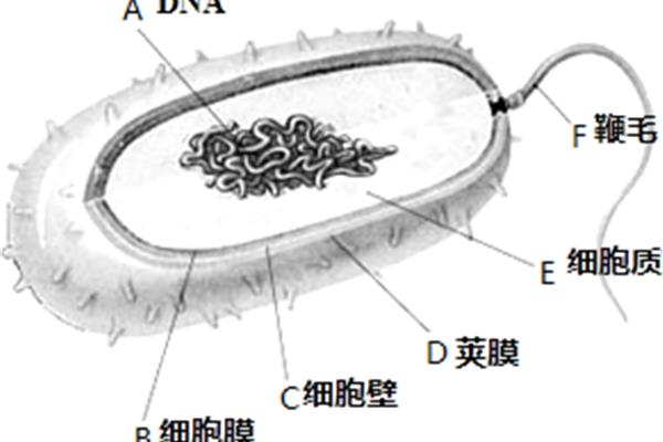 细菌的生殖方式