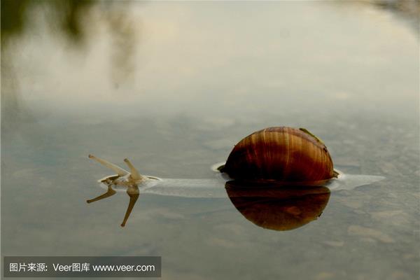 蜗牛会游泳吗
