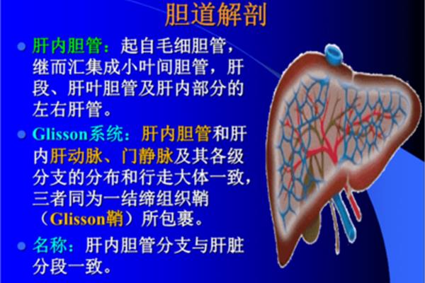 小叶间胆管