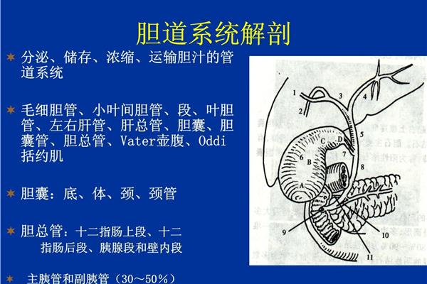 小叶间胆管