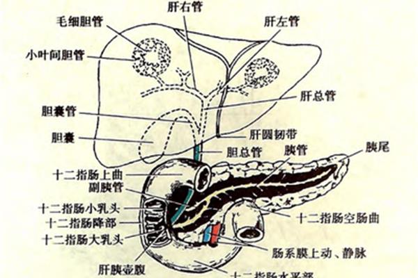 小叶间胆管