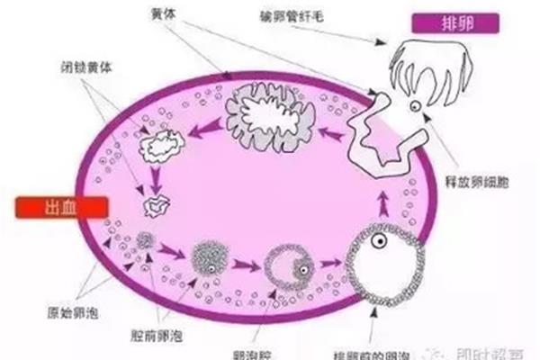 卵泡生长速度