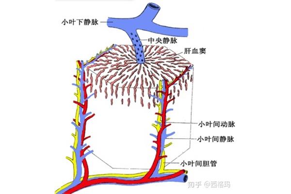 小叶间胆管