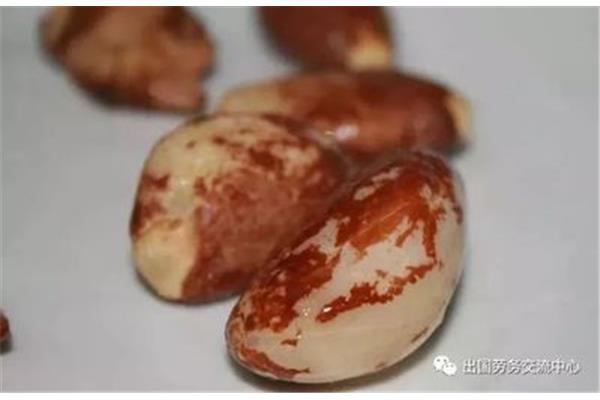 榴莲核的吃法大全