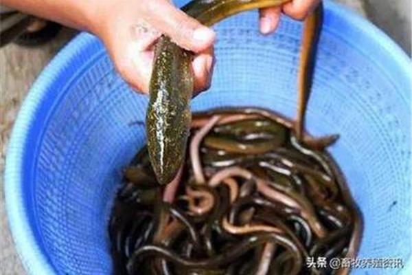 鳗鱼多少钱一斤