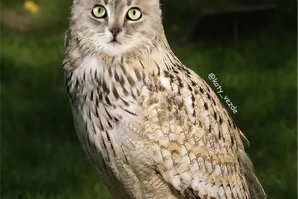 猫头鹰长什么样