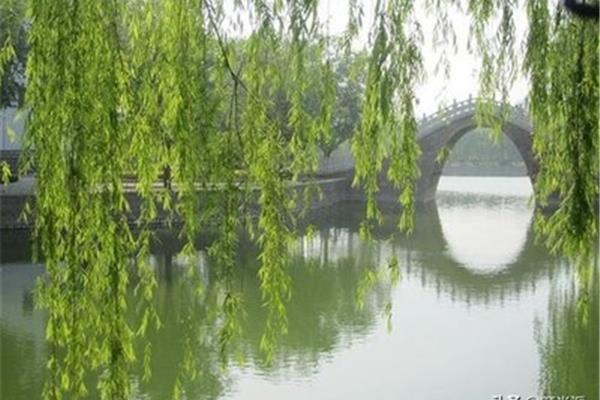 写柳树的诗句