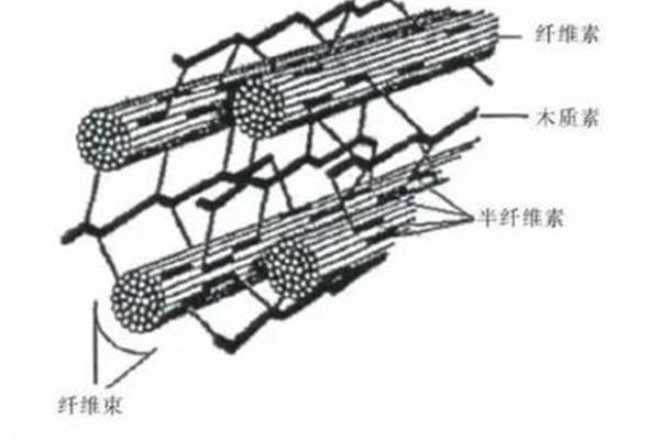 纤维素的单体