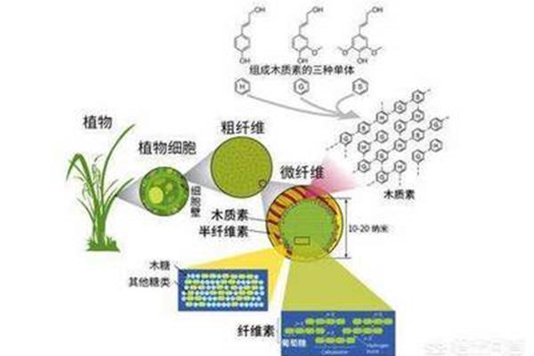 纤维素的单体