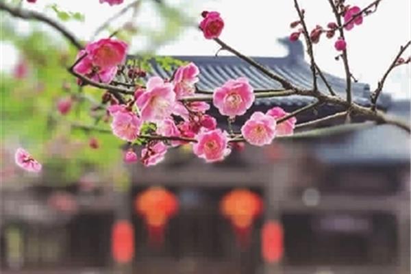 江南几度梅花发