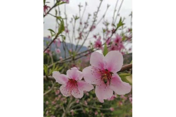 乡村野花朵朵开