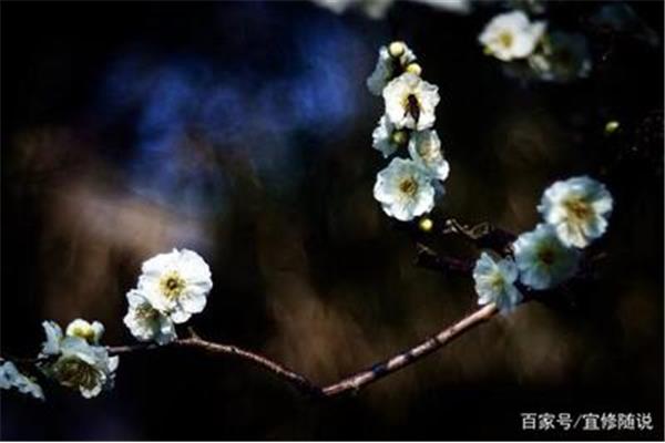 江南几度梅花发