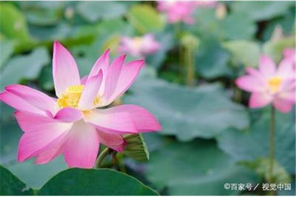 比邂逅更美的词语