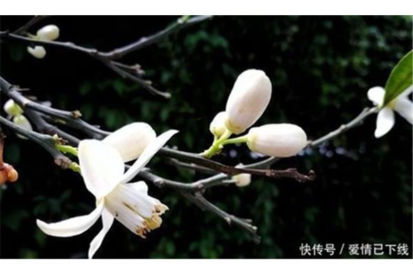 开在记忆深处的花