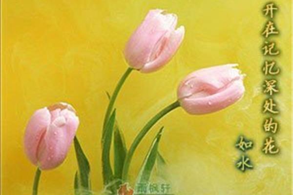 开在记忆深处的花