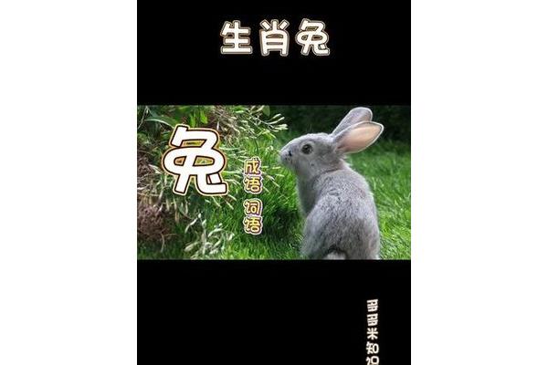 兔的四字词语