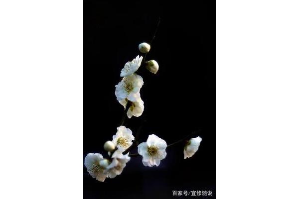 江南几度梅花发