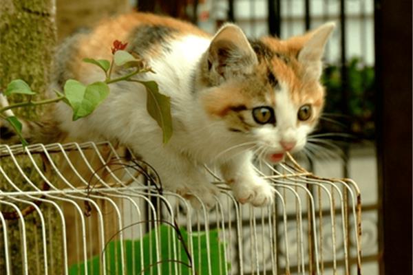 可爱的小猫咪作文