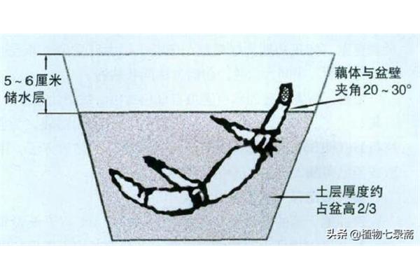 藏头露尾的意思