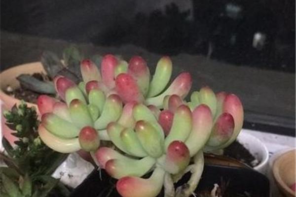 偶成的意思