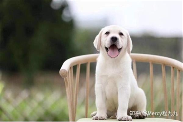 会说话的拉布拉多