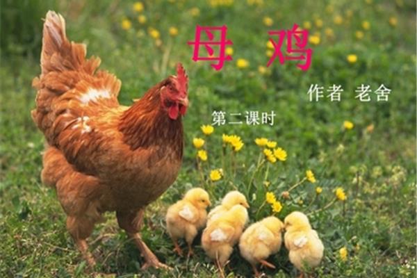 母鸡的作者