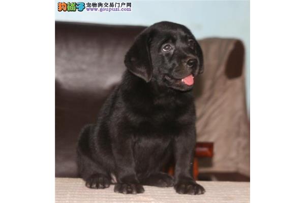 会说话的拉布拉多