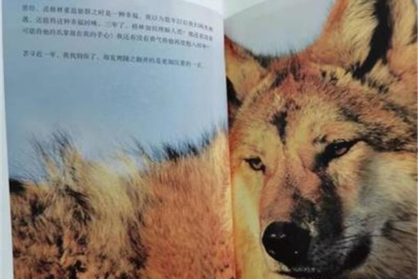 重返狼群2