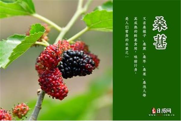 吃桑葚会上火吗