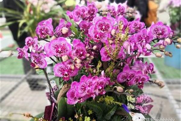 武汉花卉批发市场