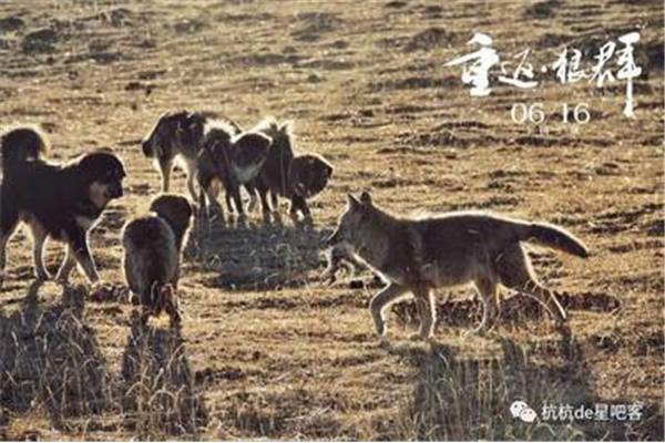 重返狼群2