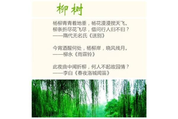 柳树的古诗
