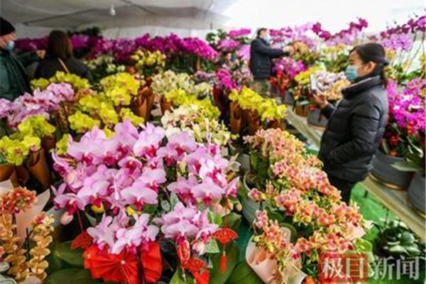 武汉花卉批发市场