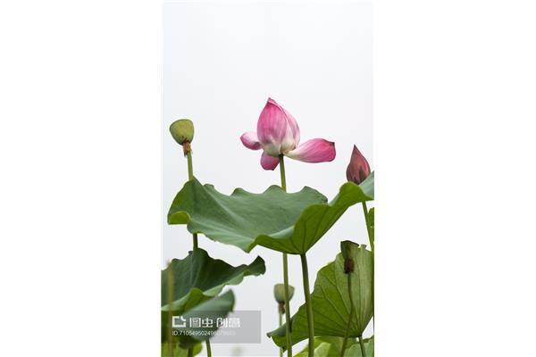 荷花的花瓣像什么