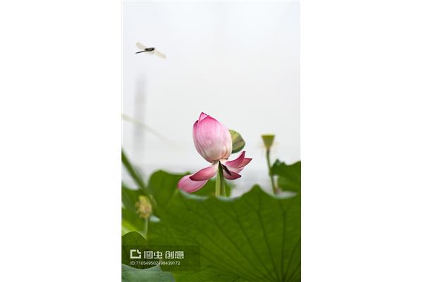 荷花的花瓣像什么