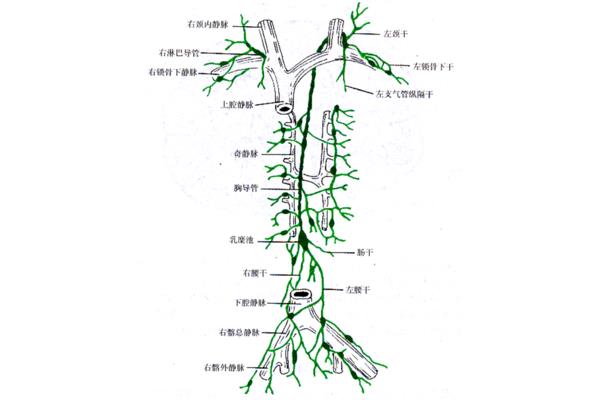 奇静脉注入