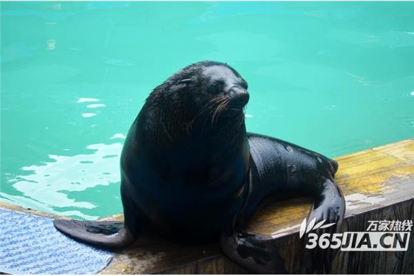 海狮是什么动物
