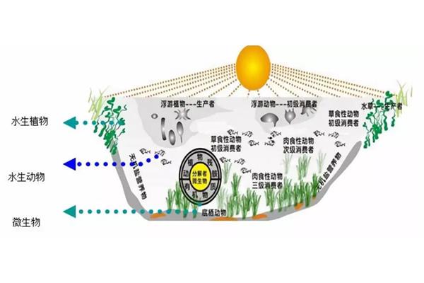 水生生态系统