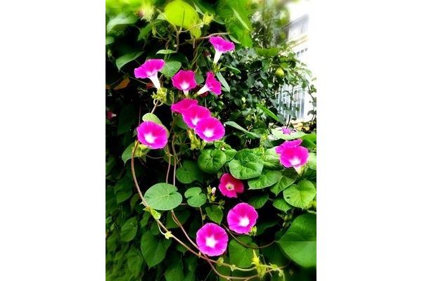 牵牛花的生长过程