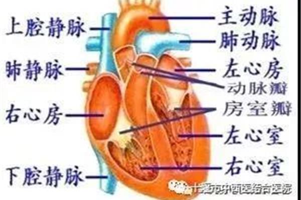 肺动脉收缩压