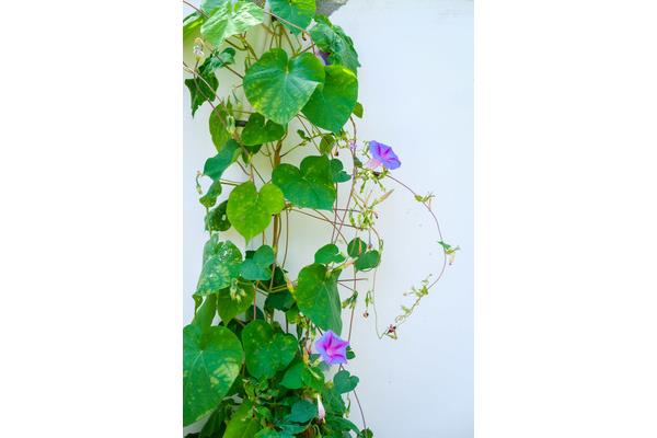牵牛花的生长过程