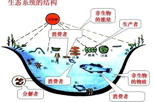 水生生态系统