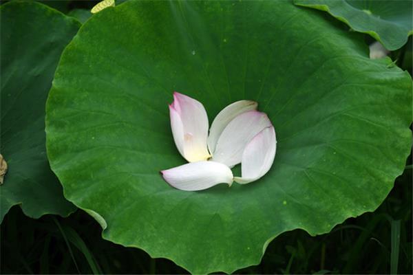 荷花的花瓣像什么