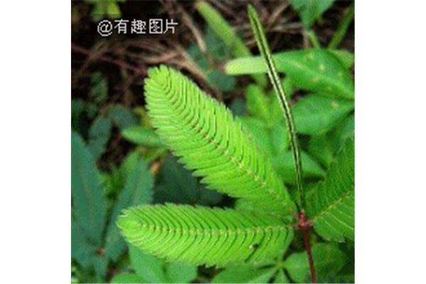含羞草为什么害羞