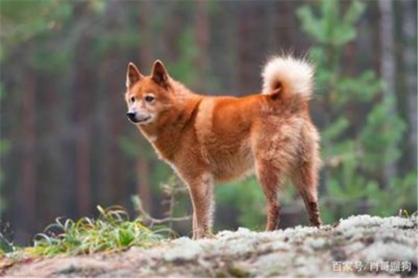 芬兰狐狸犬