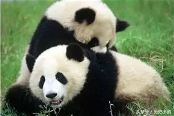关于熊猫的知识