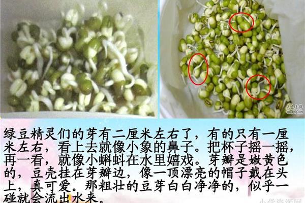 种豆芽观察日记