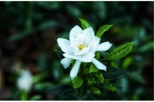栀子花的味道